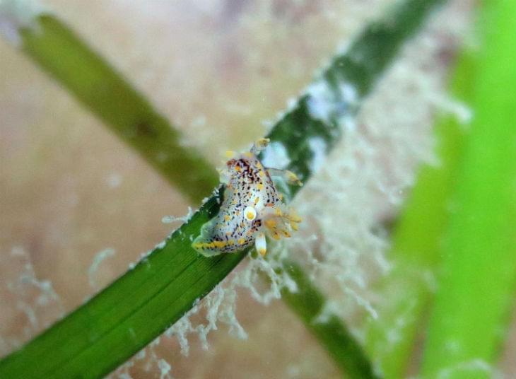 seagrass-beds