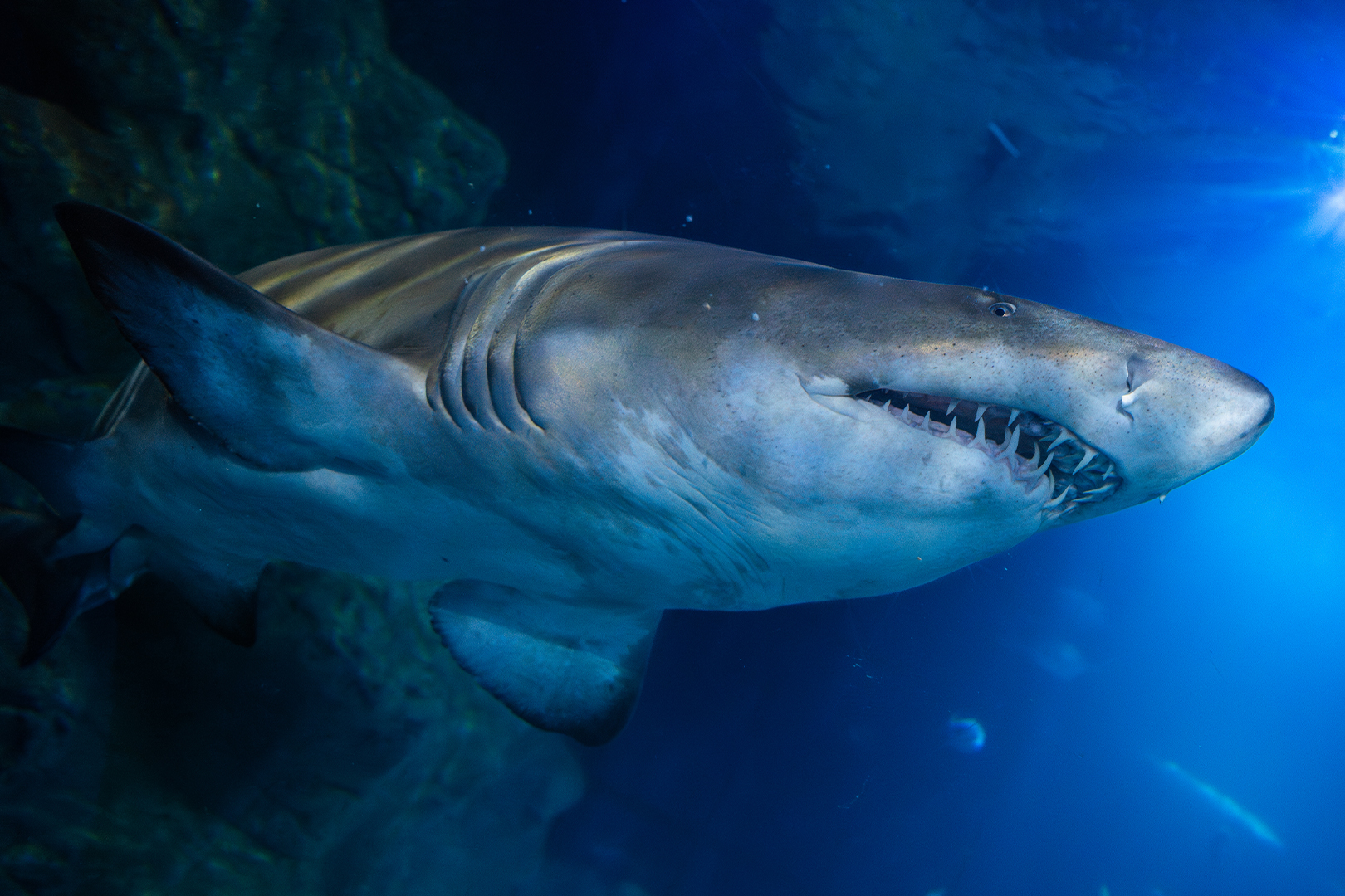Sand Tiger shark swimming in the atlantic ocean tank at the national marine aquarium in plymouth