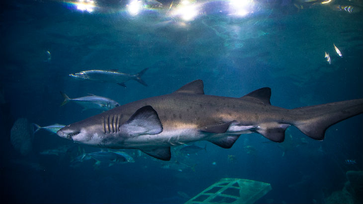 Shark